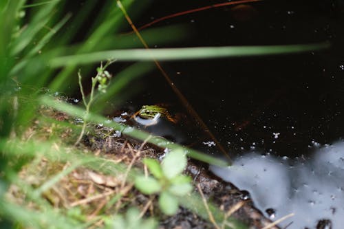 Close-up of a Frog in Water 