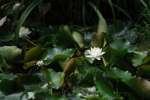 Základová fotografie zdarma na téma detail, flóra, kvetoucí