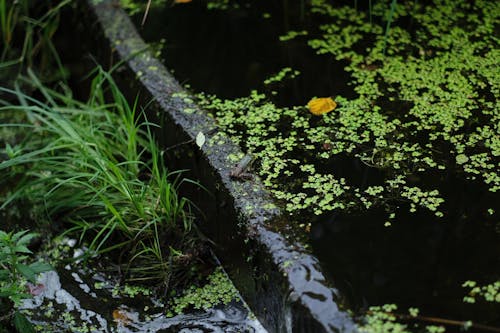 Безкоштовне стокове фото на тему «водойма, жаба, заповідник дикої природи»