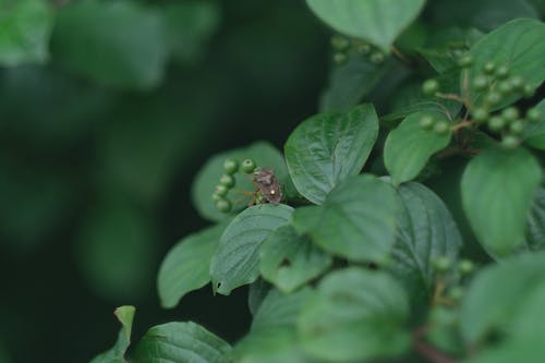 Foto profissional grátis de besouro, fotografia da natureza, natureza