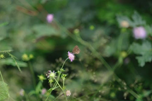 Foto profissional grátis de borboleta, borboleta em uma flor, flor