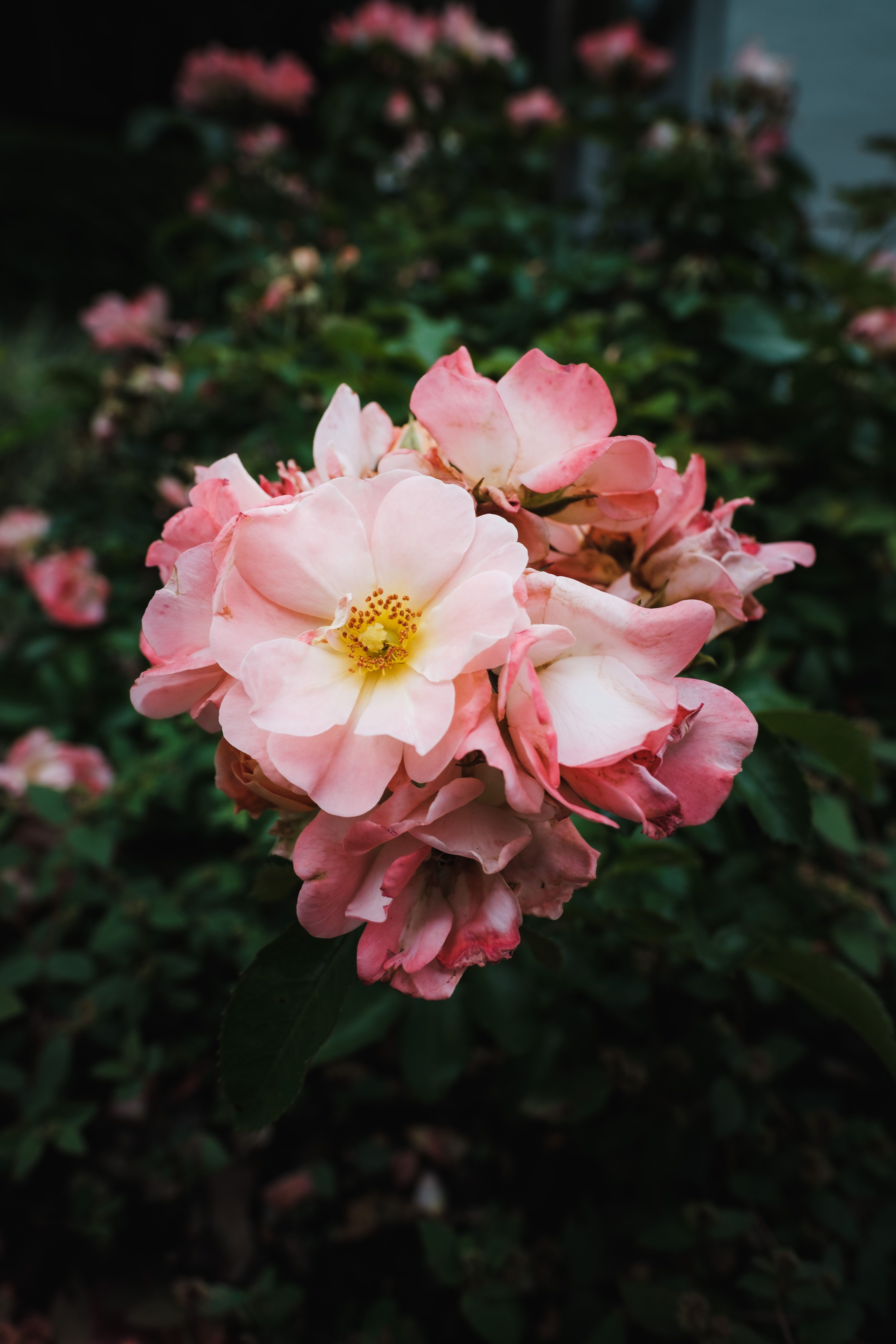 A Cluster of Pink Flowers · Free Stock Photo