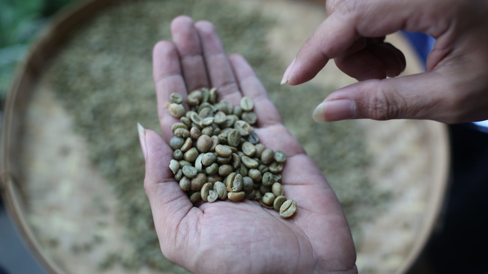 Hands holding raw green coffee beans above a sorting tray