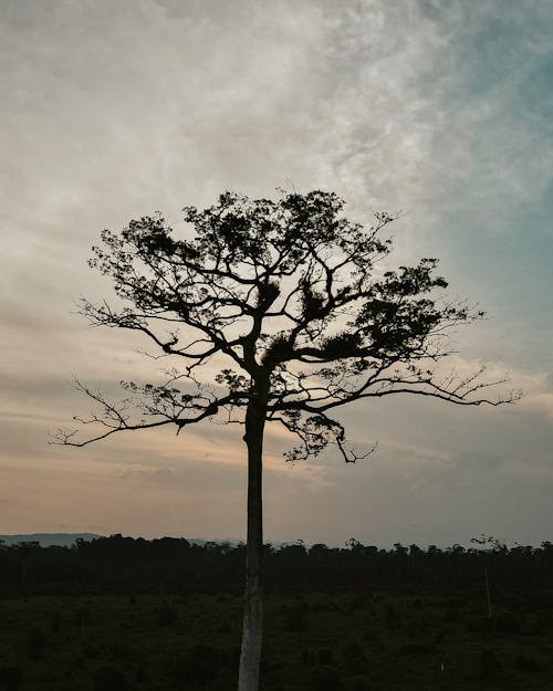 Foto d'estoc gratuïta de bosc ennuvolat, càmera drone, dji mavic