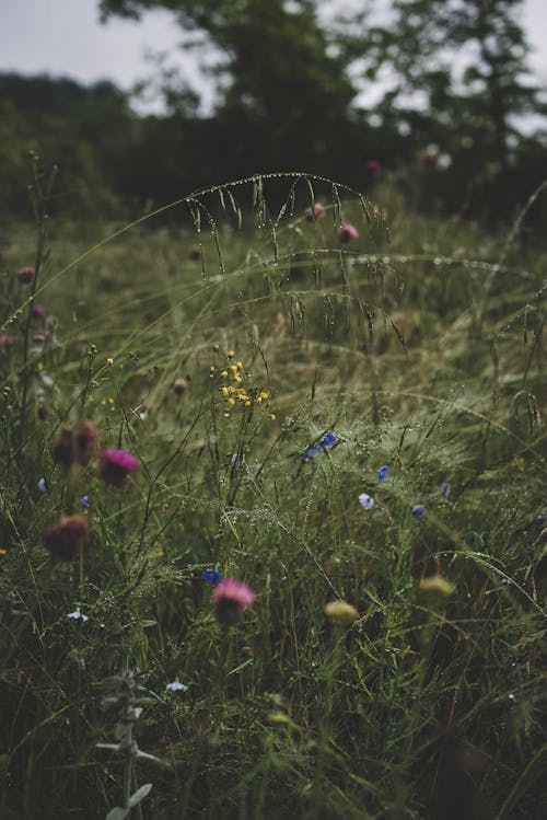 Free Close-Up Photo of Green Grass with Wildflowers Stock Photo