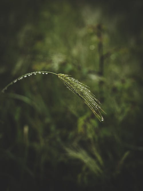 Green Leaf Plant With Water Droplets