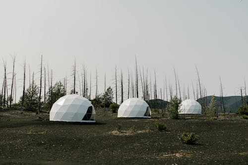 Dome Tents and Leafless Trees