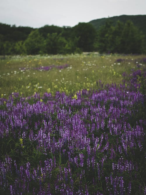 Lupine Meadow on Green Grass