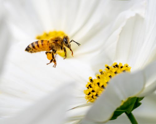 Free Macro Shot of a Bee Near a White Cosmos Flower Stock Photo