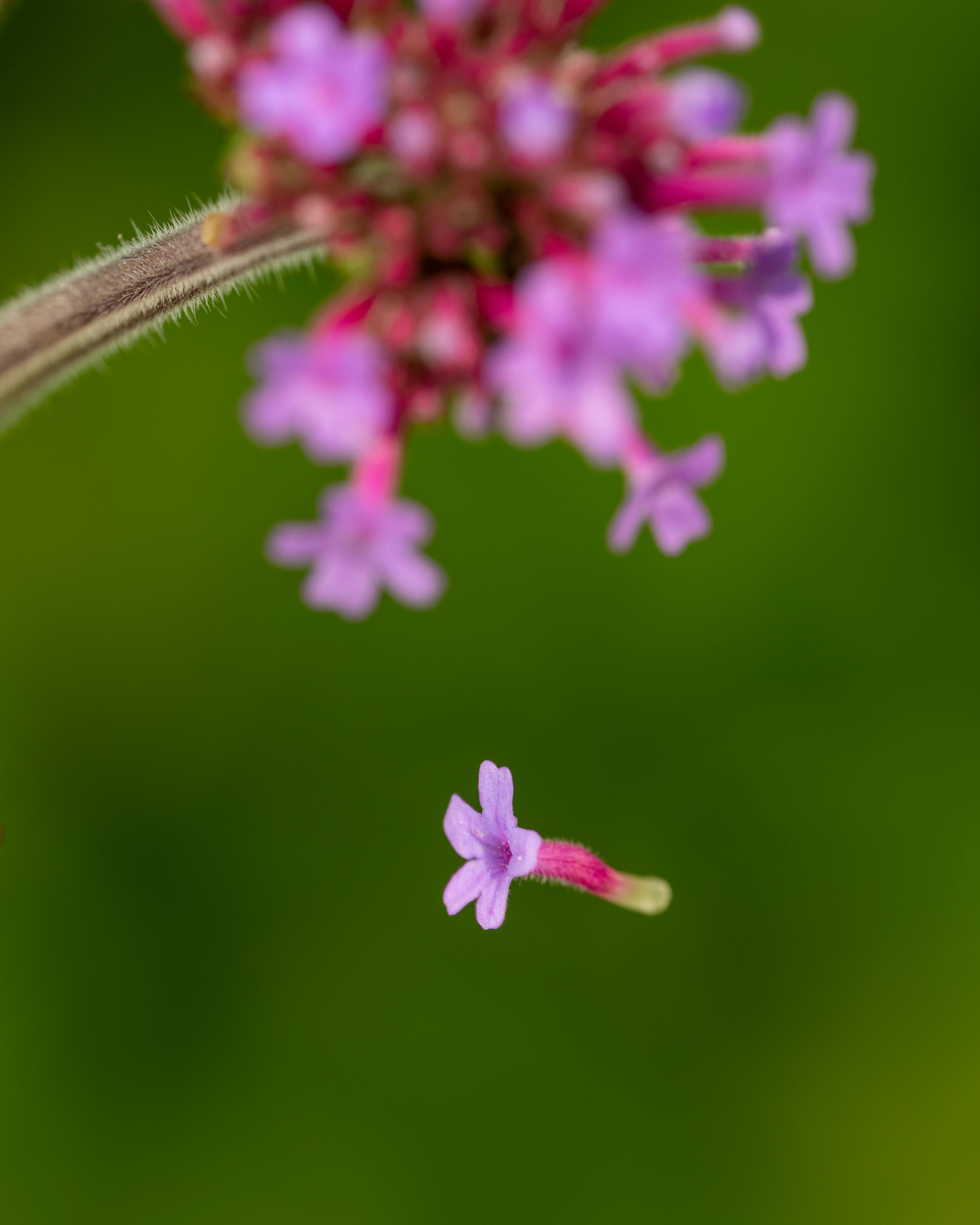 Verbena