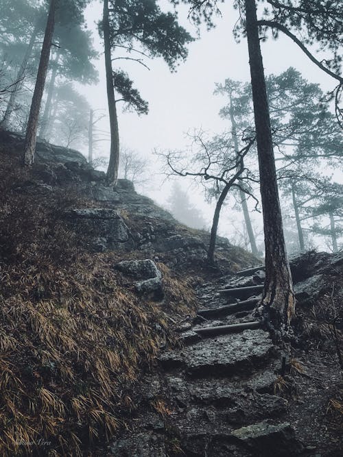 Stone Stairs in a Foggy Forest