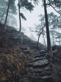 A foggy forest scene with stone steps leading through misty woods.