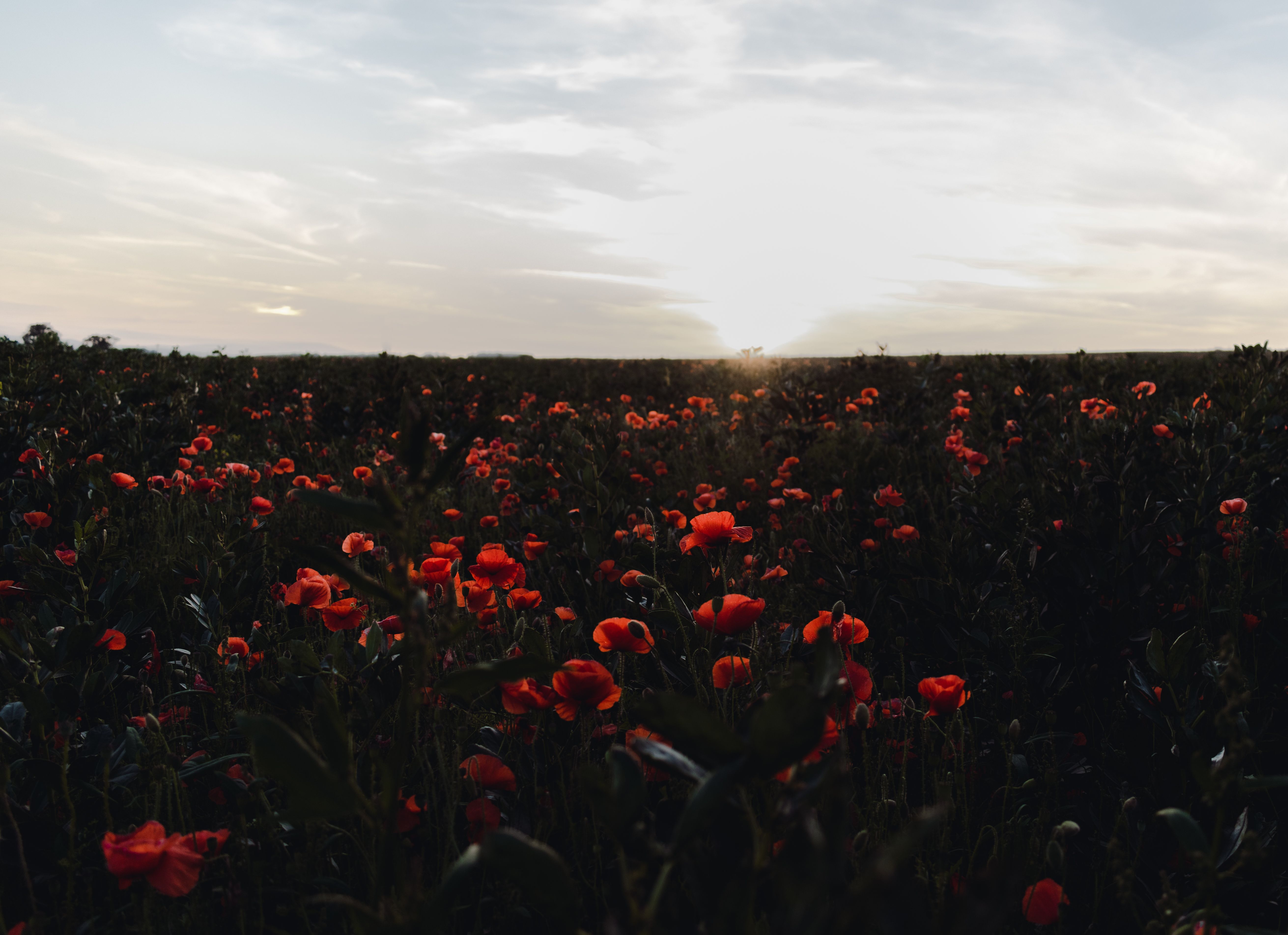 Poppies Landscape Photos Download Free Poppies Landscape Stock Photos