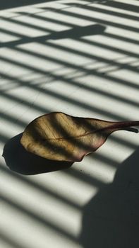 A single dried leaf casting shadows from window blinds on a smooth surface.