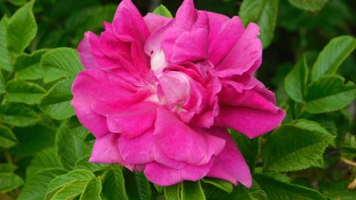 Free Close-up of a vibrant pink rose in full bloom with green leaves, showcasing delicate petals. Stock Photo