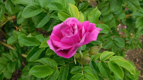 A Close-Up of a Pink Rose