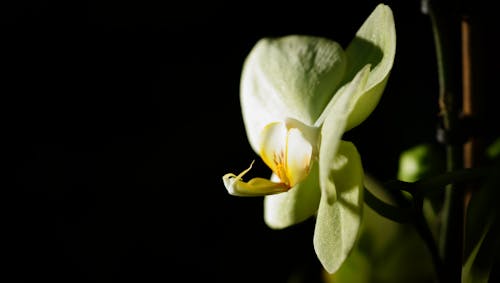 Gratis stockfoto met vlinder op een bloem