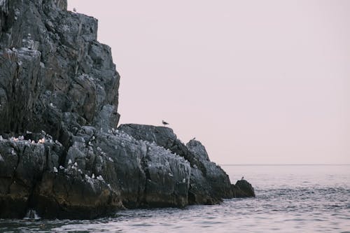 Seagulls on a Rocky Shore