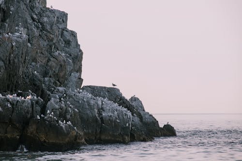 Immagine gratuita di bagnasciuga, formazione rocciosa, gabbiani