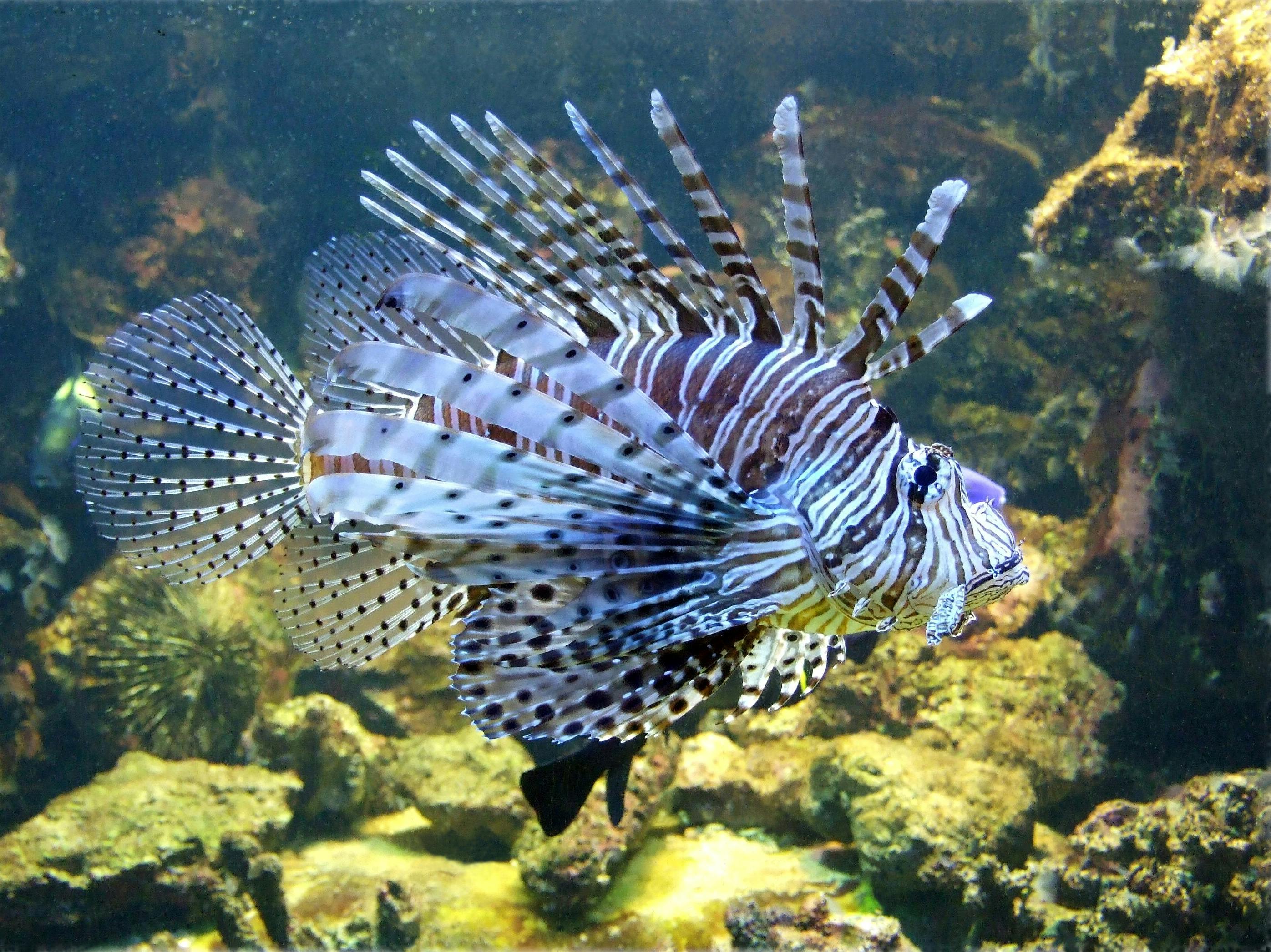 Free stock photo of lionfish, poisonous fish, sea animal