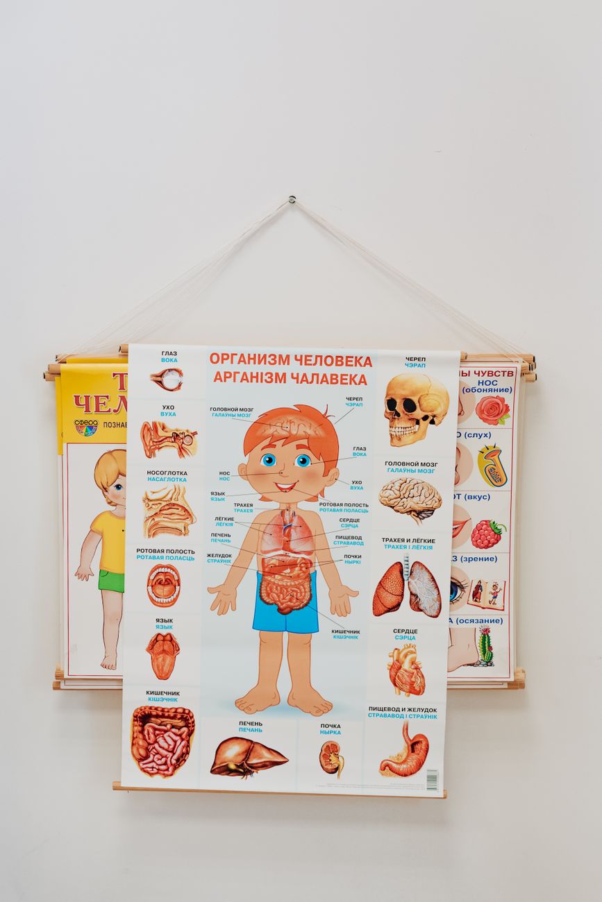A vibrant anatomy poster for children, emphasizing human organs, ideal for learning environments.