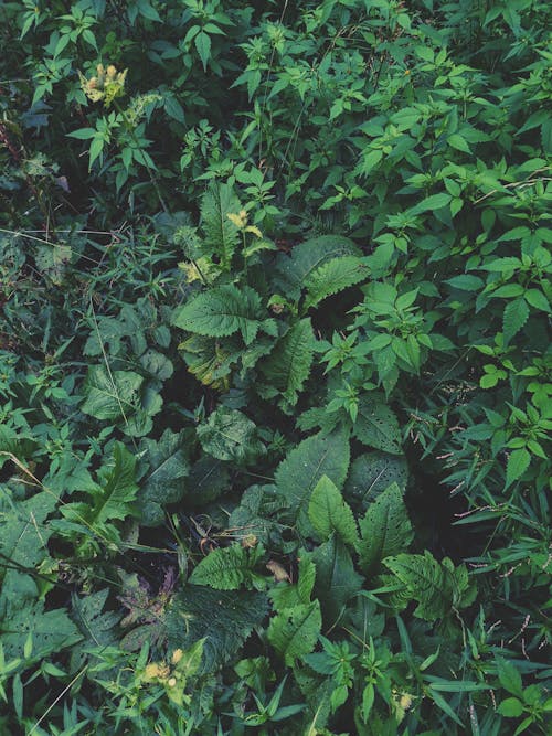 Kostnadsfri bild av gröna löv, gröna växter, miljö