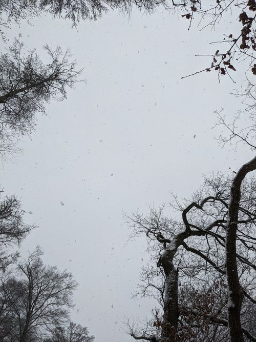 Free Bare trees in a quiet winter forest with snow falling gently. Stock Photo