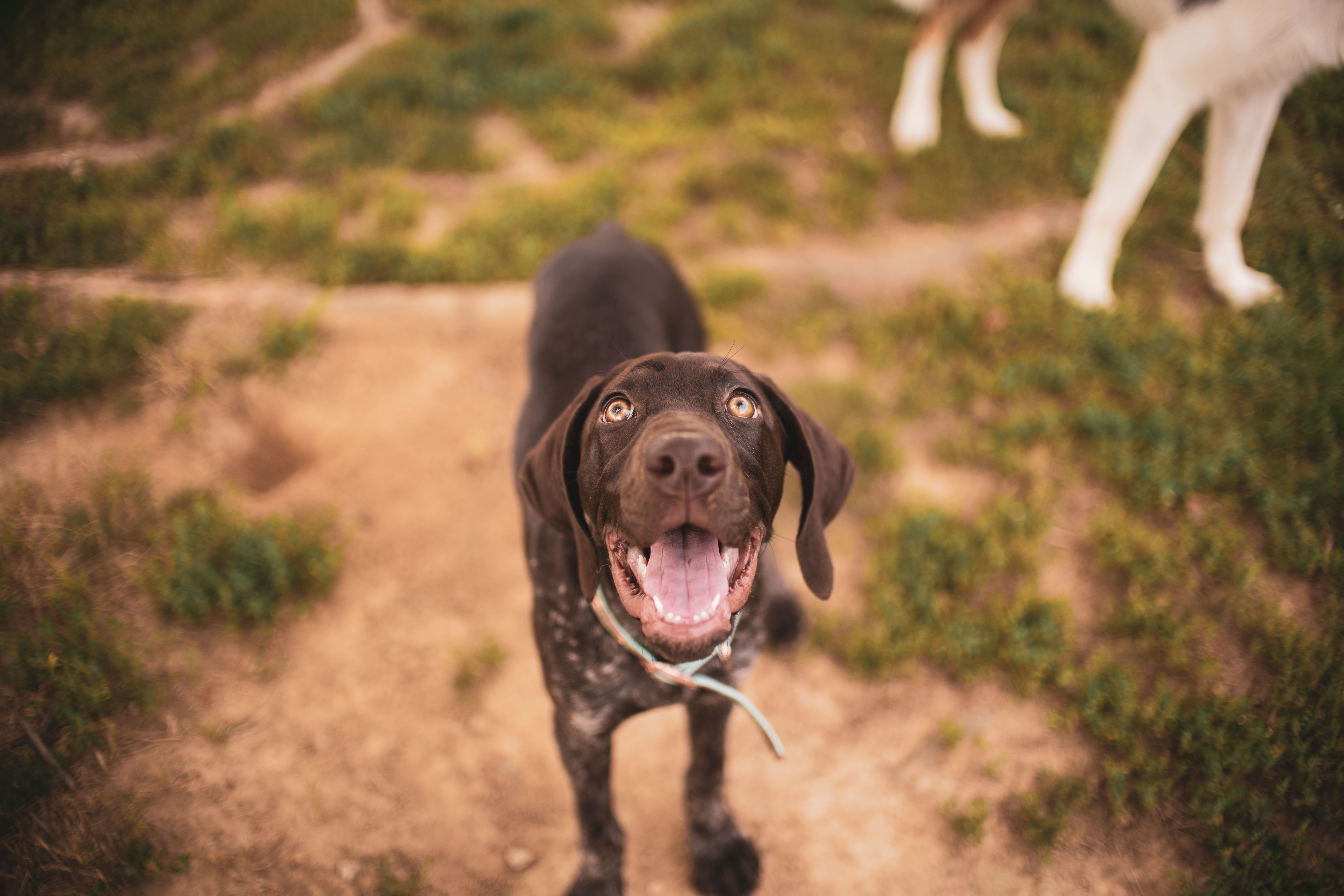 Glücklicher Hund in professioneller Betreuung