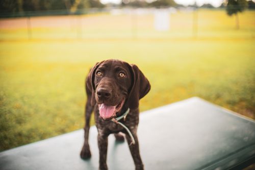 Free Adorable German Shorthaired Pointer puppy enjoying a sunny day outside. Stock Photo