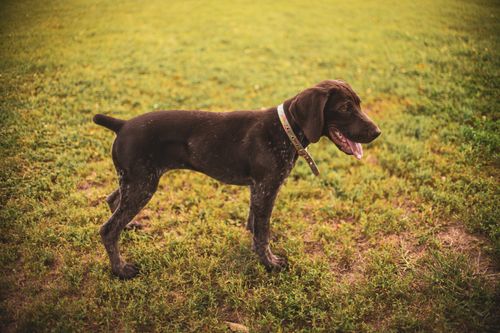 Free Side view of a German Shorthaired Pointer puppy standing in grassy field. Stock Photo