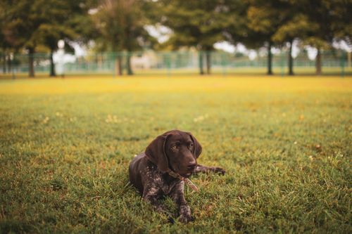 Free A German Shorthaired Pointer puppy lying on grass in an outdoor park. Stock Photo
