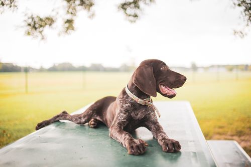 Free A cute German Shorthaired Pointer relaxing on an outdoor table in a sunny park. Stock Photo