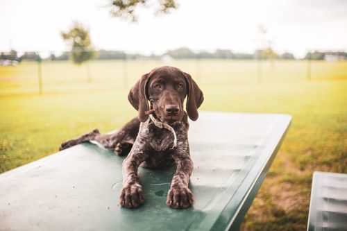 Free Young German Shorthaired Pointer lies on a green table in a sunny outdoor park setting. Stock Photo