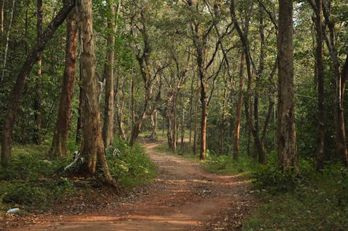 갈색, 걷기, 나무 몸통의 무료 스톡 사진