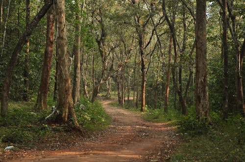 Foto d'estoc gratuïta de arbres alts, baguls, bosc