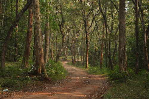 Free A peaceful forest pathway surrounded by tall trees and natural beauty, ideal for nature lovers. Stock Photo