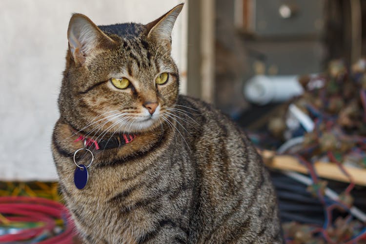 Close-up Of A Tabby Cat With A Collar