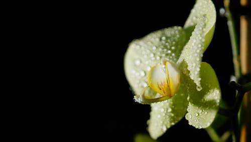 Gratis stockfoto met na de regen