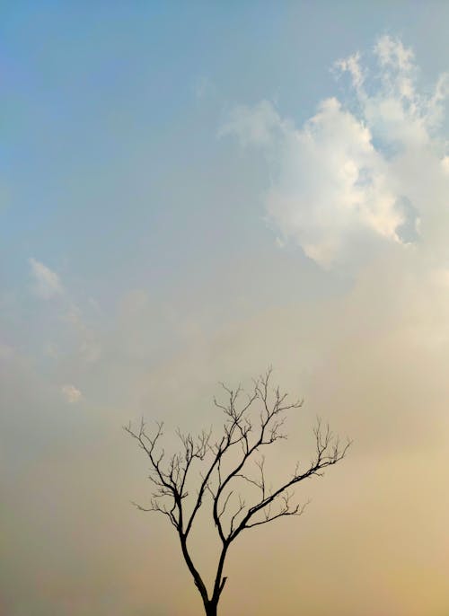 Fotos de stock gratuitas de árbol sin hojas, cielo azul
