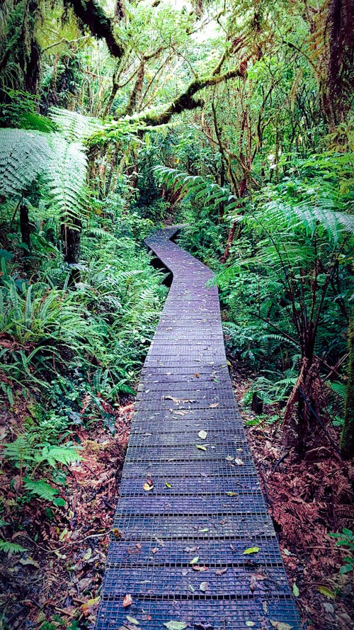 Fotobanka s bezplatnými fotkami na tému džungľa, Nový Zéland, paprade