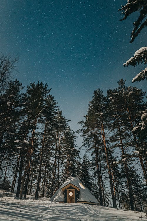 Kostenloses Stock Foto zu bäume, draußen, eis