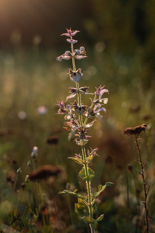 Close-up of a Sage Plant