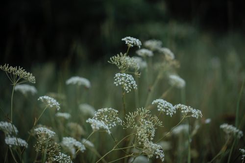 Free Close-up of delicate white wildflowers in a lush green meadow during summer. Stock Photo