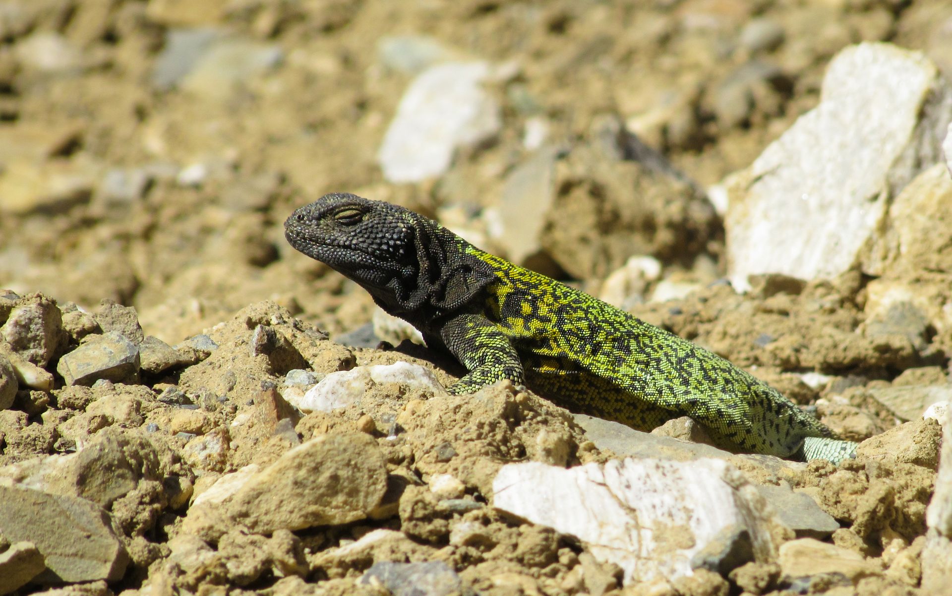 Close-up of a Patagonian lizard camouflaged against rocks in Mendoza, Argentina.
