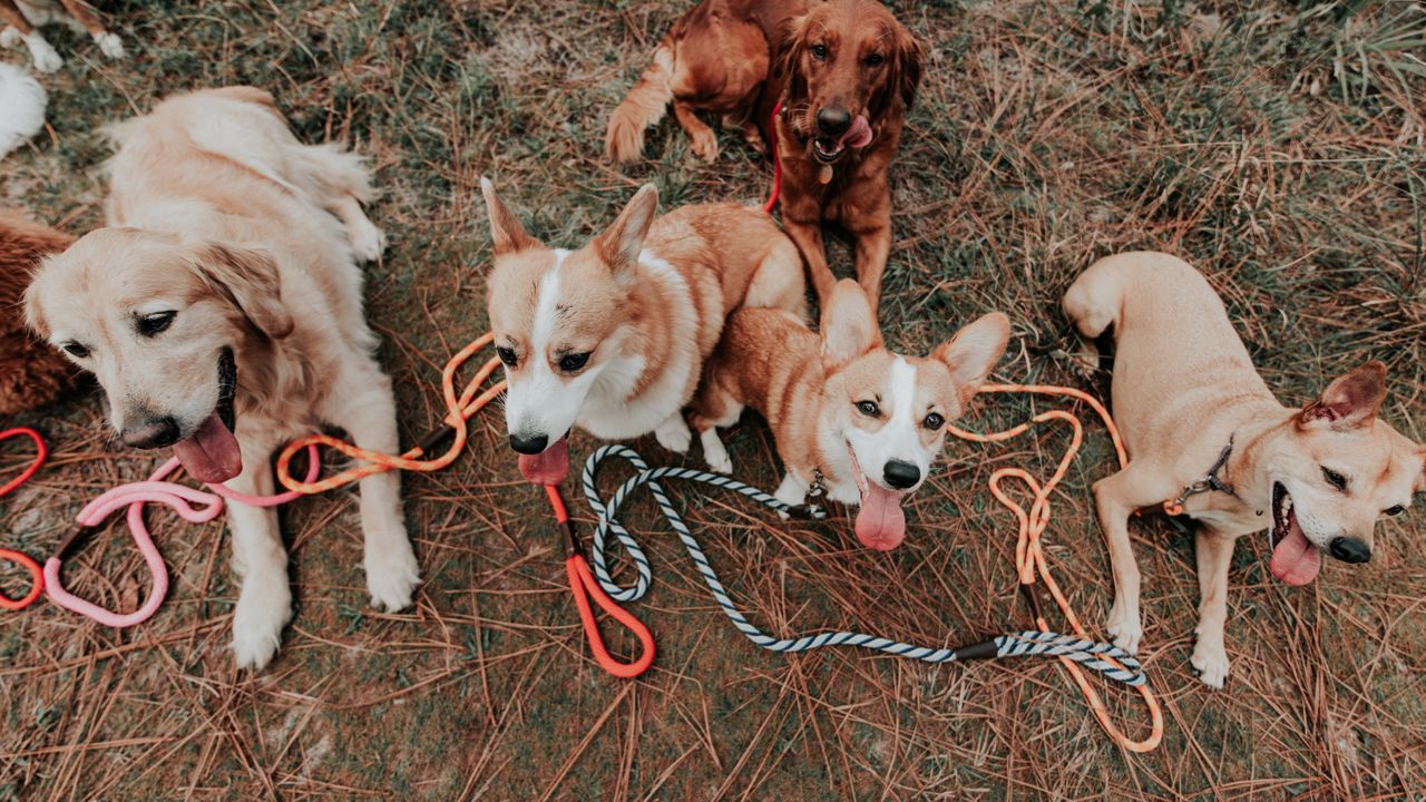Group of dogs of different breeds and sizes sitting together on the grass.