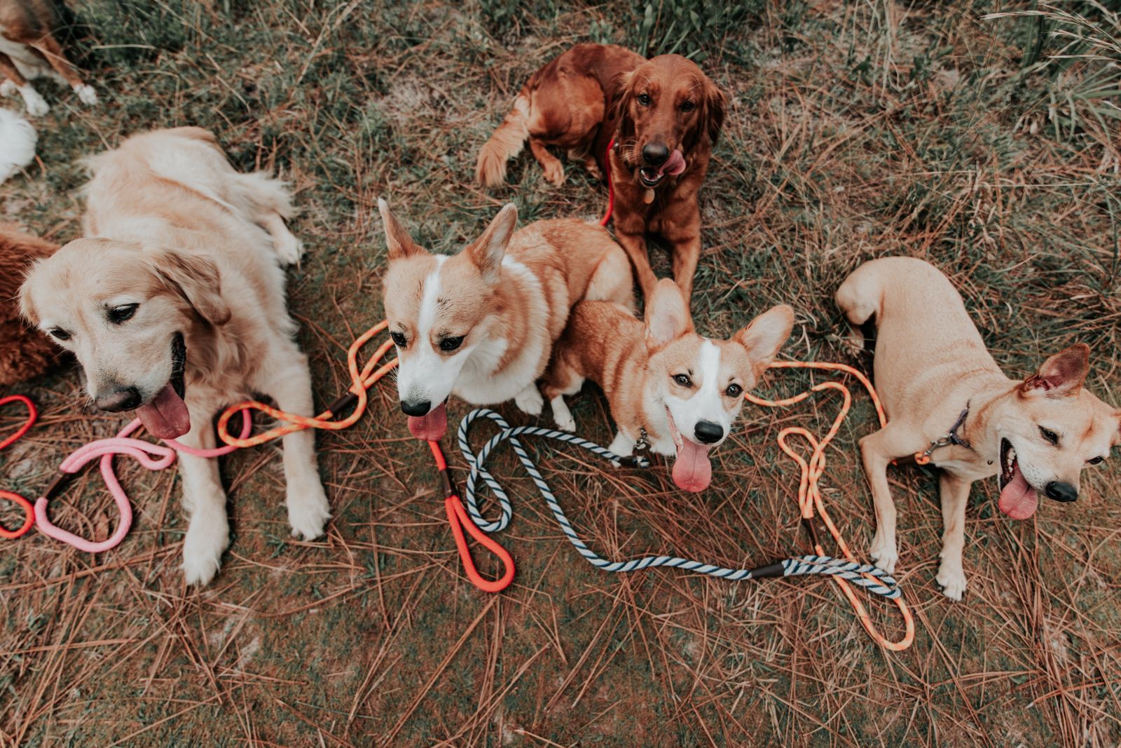 Group of happy pets representing veterinary care