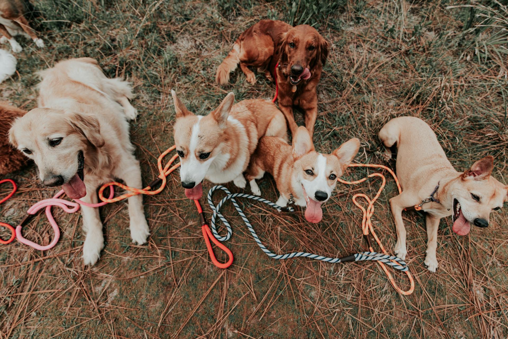 Différentes races de chiens assis sur l'herbe