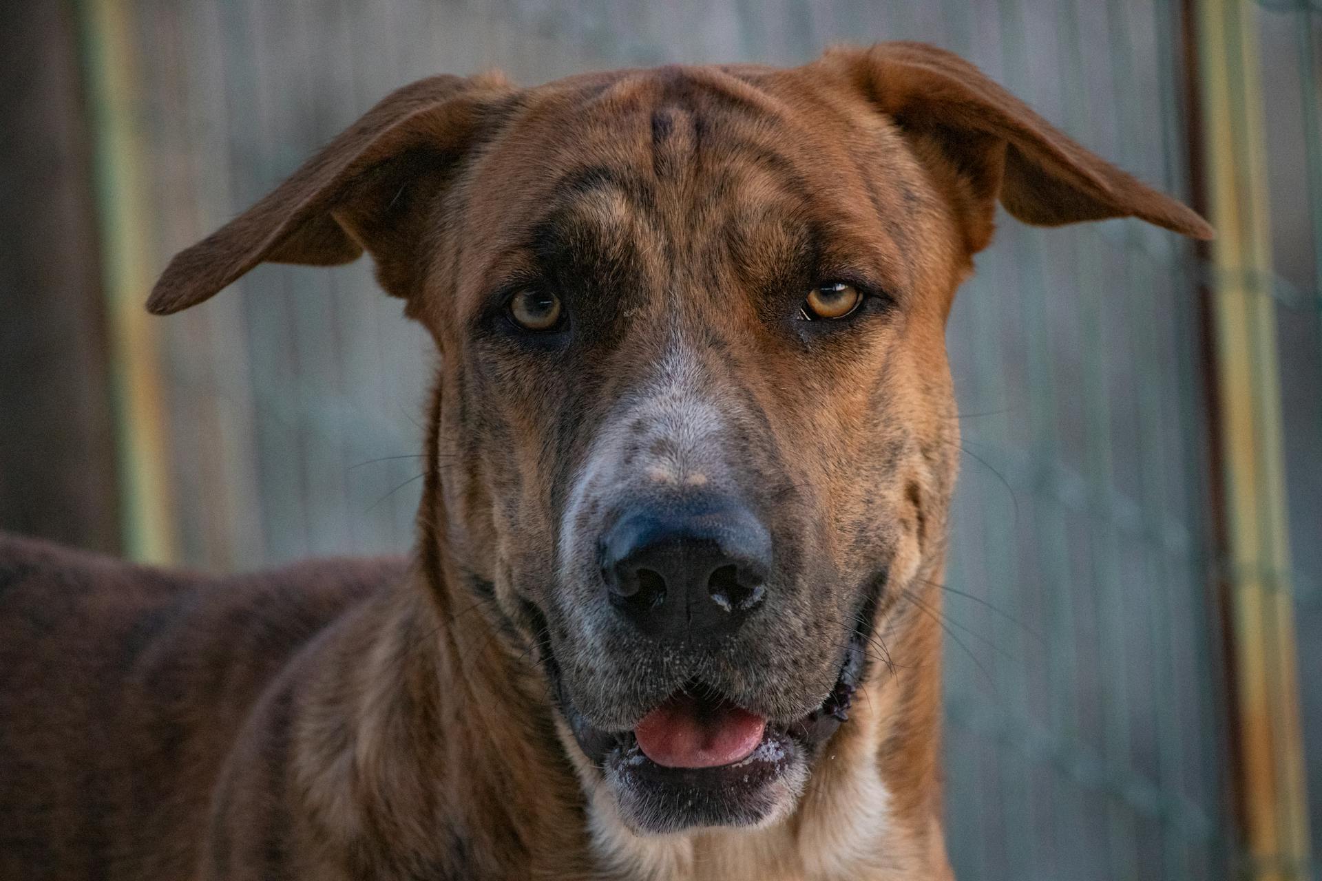 Brown Short Coated Dog In Close Up View