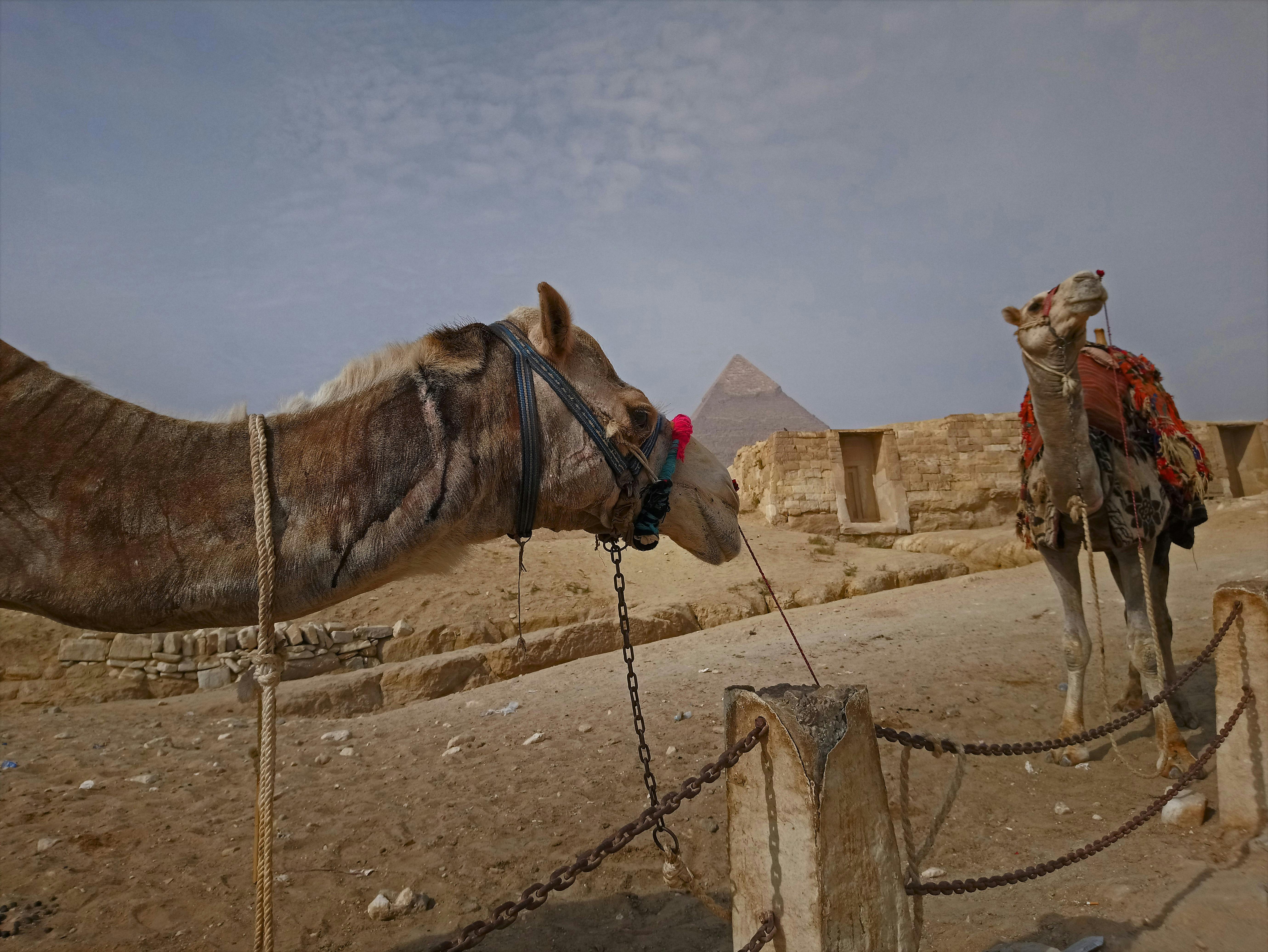 Free stock photo of #camel #egypt #gizapyramids #ancientegypt, #culture #civilization #ancient #pharaoh, #desert