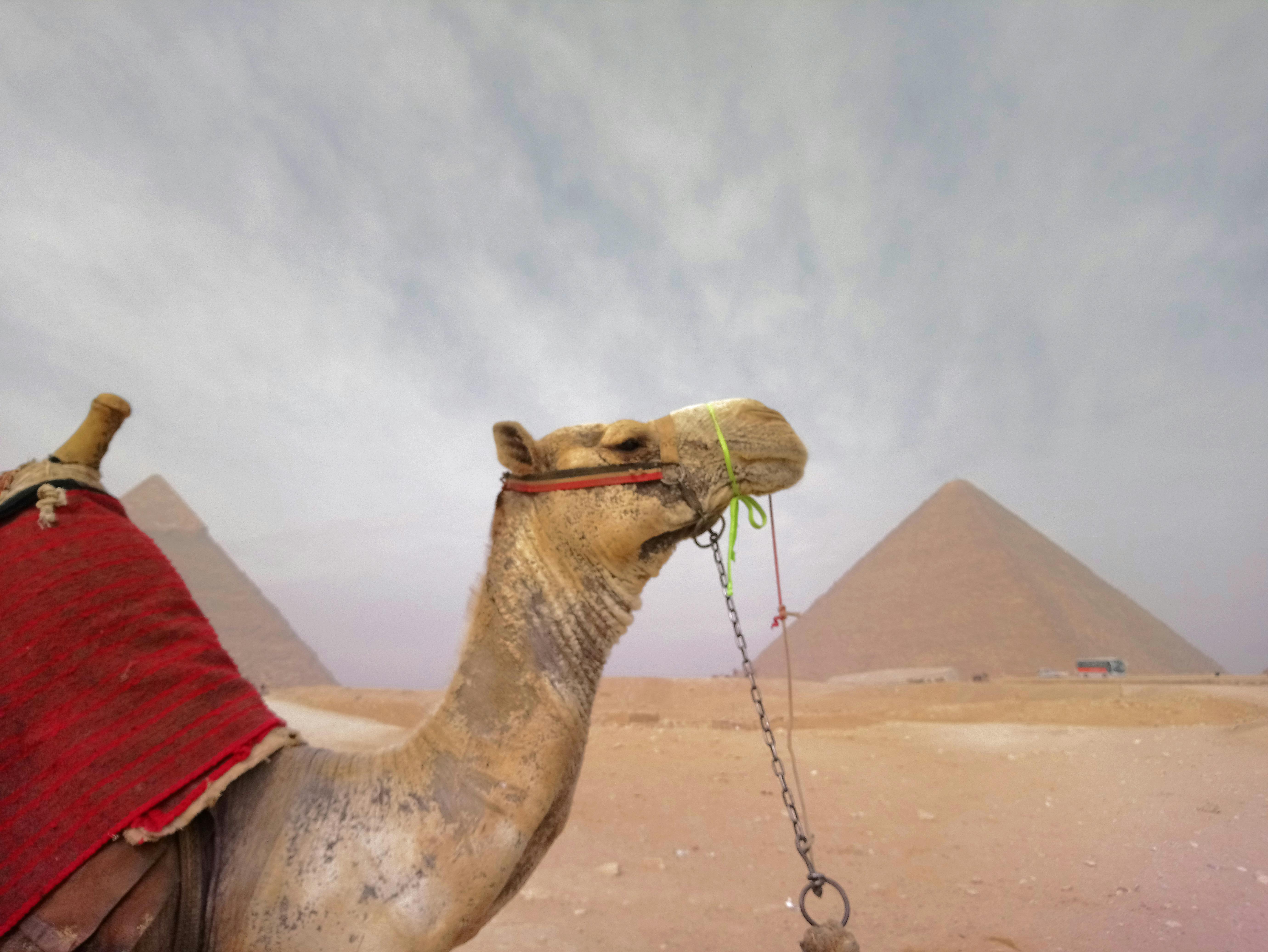 Free stock photo of #camel #egypt #gizapyramids #ancientegypt, #culture #civilization #ancient #pharaoh, #desert